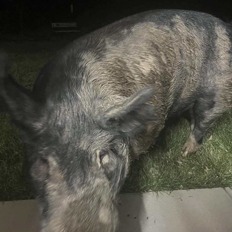Wayward 450-pound pig named Kevin Bacon hams it up for home security camera